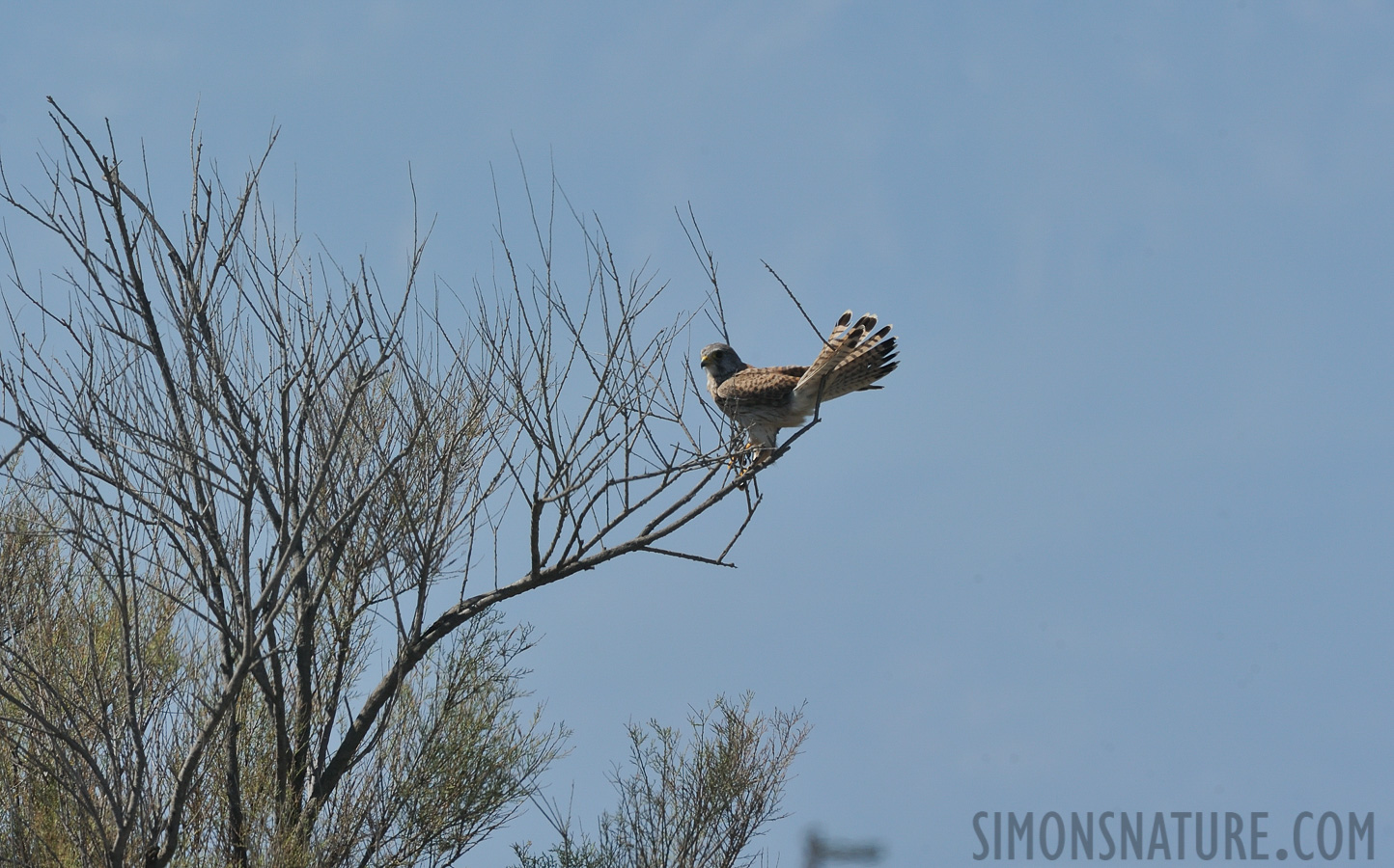 Falco tinnunculus tinnunculus [550 mm, 1/400 Sek. bei f / 14, ISO 400]